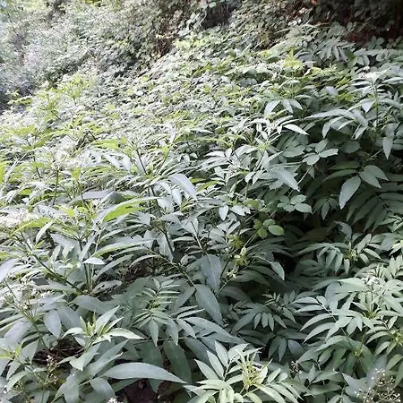 Haus Am Hang Alloggio in famiglia *