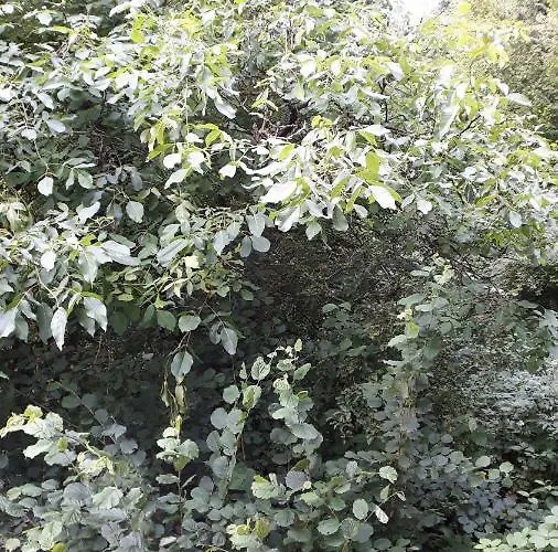 ホームステイ Haus Am Hang